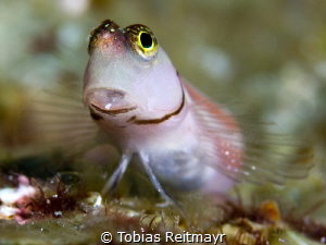 Blenny at Koh Tachai by Tobias Reitmayr 